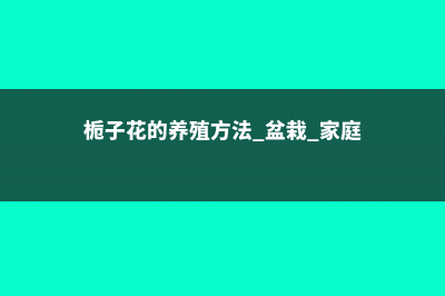 栀子花的养殖方法 (栀子花的养殖方法 盆栽 家庭)