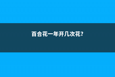 百合花一年开几次花 (百合花一年开几次花?)