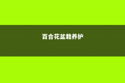 百合花盆栽的养殖方法 (百合花盆栽养护)