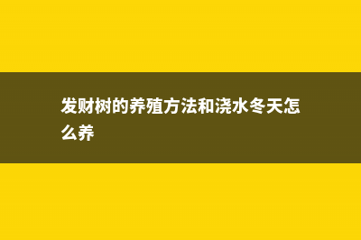 发财树的养殖方法 (发财树的养殖方法和浇水冬天怎么养)