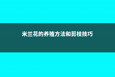 米兰花的养殖方法 (米兰花的养殖方法和剪枝技巧)