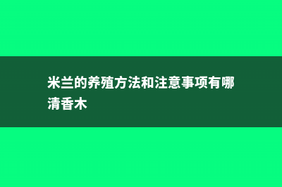 米兰的养殖方法和注意事项 (米兰的养殖方法和注意事项有哪清香木)