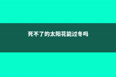 死不了的太阳花，掐个枝把脸盆都撑爆,10个品种你都没见过！ (死不了的太阳花能过冬吗)