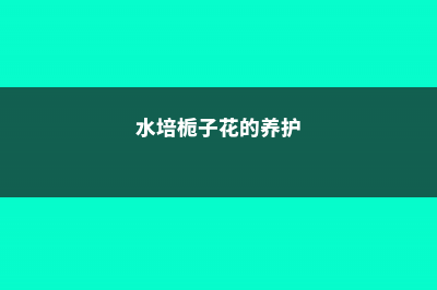 水培栀子花的养殖方法 (水培栀子花的养护)