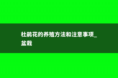 杜鹃花的养殖方法 (杜鹃花的养殖方法和注意事项 盆栽)