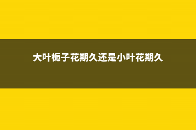 大叶栀子的花期 (大叶栀子花期久还是小叶花期久)