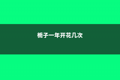 栀子一年可以开几次花 (栀子一年开花几次)