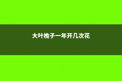 大叶栀子一年开几次花 (大叶桅子一年开几次花)