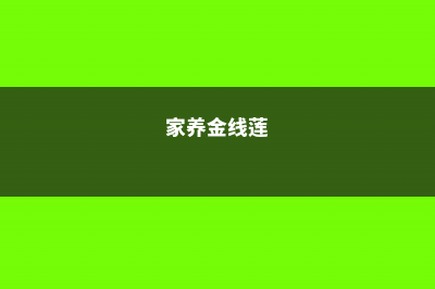 金线莲养殖的注意事项 (家养金线莲)