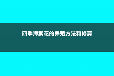 四季海棠花的养殖方法 (四季海棠花的养殖方法和修剪)