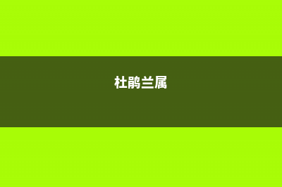 野生兰花杜鹃…快要挖到灭绝了，请放过它们吧 (杜鹃兰属)