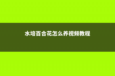 水培百合花的养殖方法 (水培百合花怎么养视频教程)