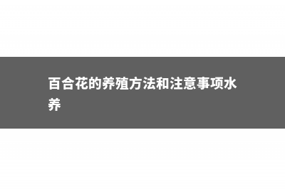 百合花的养殖方法 (百合花的养殖方法和注意事项水养)