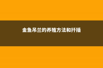 金鱼吊兰的养殖方法和注意事项 (金鱼吊兰的养殖方法和扦插)