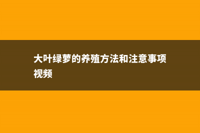 大叶绿萝的养殖方法和注意事项 (大叶绿萝的养殖方法和注意事项视频)