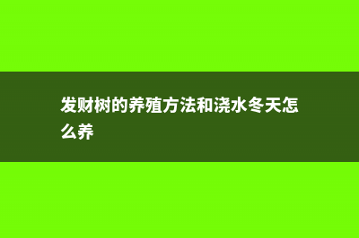 发财树的养殖方法和注意事项 (发财树的养殖方法和浇水冬天怎么养)