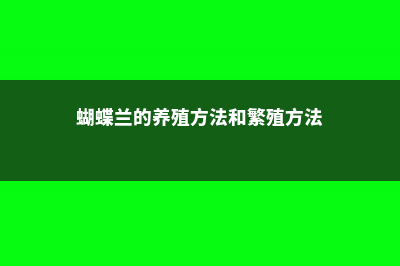 蝴蝶兰的养殖方法 (蝴蝶兰的养殖方法和繁殖方法)