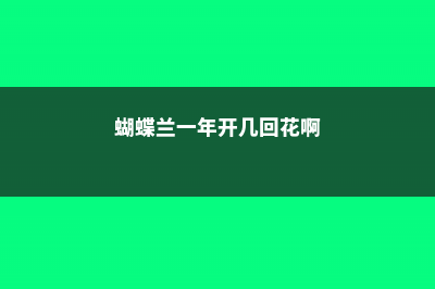 蝴蝶兰一年开几次花 (蝴蝶兰一年开几回花啊)