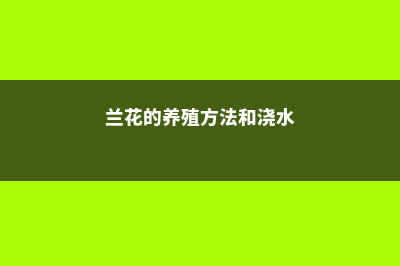 兰花的养殖方法 (兰花的养殖方法和浇水)