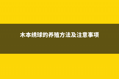 木本绣球的养殖方法 (木本绣球的养殖方法及注意事项)