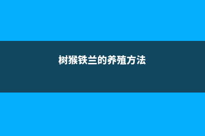 树猴铁兰的养殖方法 (树猴铁兰的养殖方法)