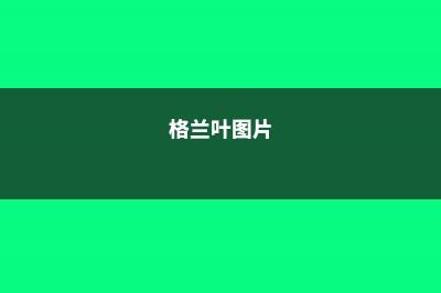 格兰马草的养殖方法和注意事项 (格兰叶图片)