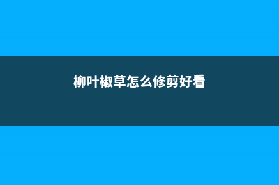 柳叶椒草的养殖方法 (柳叶椒草怎么修剪好看)