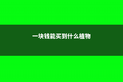 1块钱买盆花，养1年，给1000都不卖！ (一块钱能买到什么植物)