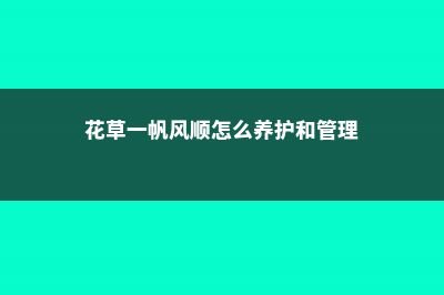 花草一帆风顺怎么养护 (花草一帆风顺怎么养护和管理)