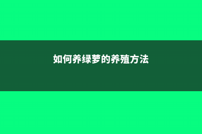 绿萝的养殖方法和注意事项 (如何养绿萝的养殖方法)