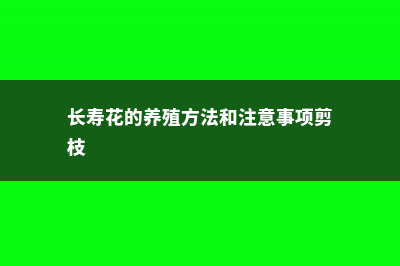 长寿花的养殖方法和注意事项 (长寿花的养殖方法和注意事项剪枝)