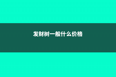 发财树价格一般在多少 (发财树一般什么价格)