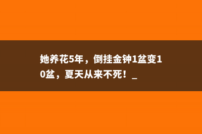 她养花5年，倒挂金钟1盆变10盆，夏天从来不死！ 