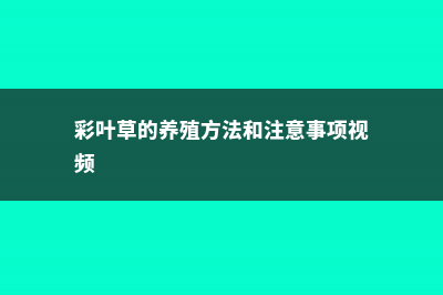 彩叶草花的养殖方法 (彩叶草的养殖方法和注意事项视频)