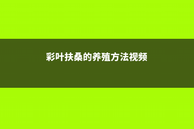 彩叶扶桑的养殖方法 (彩叶扶桑的养殖方法视频)