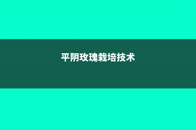 平阴玫瑰的养殖方法 (平阴玫瑰栽培技术)