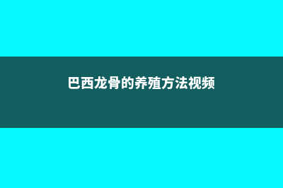 巴西龙骨的养殖方法 (巴西龙骨的养殖方法视频)