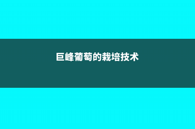 巨峰葡萄的养殖方法和注意事项 (巨峰葡萄的栽培技术)