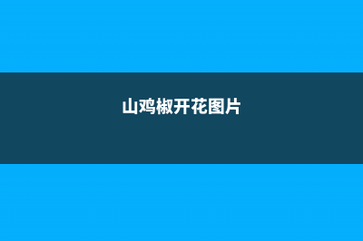 山鸡椒花的养殖方法和注意事项 (山鸡椒开花图片)