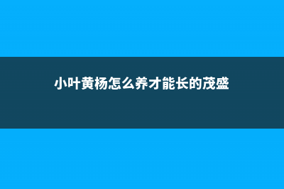 小叶黄杨的养殖方法 (小叶黄杨怎么养才能长的茂盛)