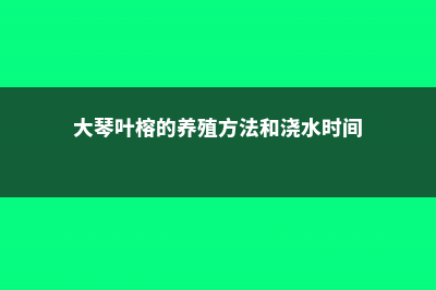 大琴叶榕的养殖方法 (大琴叶榕的养殖方法和浇水时间)