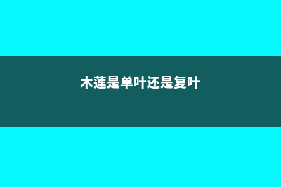 大叶木莲的养殖方法 (木莲是单叶还是复叶)