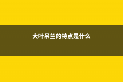 大叶吊兰的养殖方法 (大叶吊兰的特点是什么)