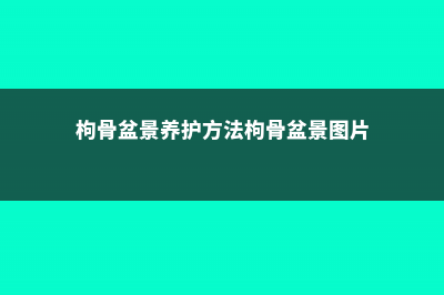 枸骨盆景如何养护 (枸骨盆景养护方法枸骨盆景图片)