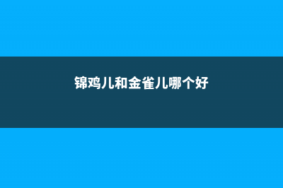 锦鸡儿和金雀儿的区别 (锦鸡儿和金雀儿哪个好)