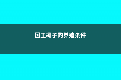 国王椰子的养殖方法 (国王椰子的养殖条件)