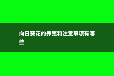 向日葵花的养殖方法 (向日葵花的养殖和注意事项有哪些)