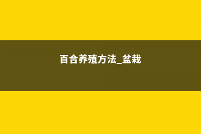 台湾百合的养殖方法 (百合养殖方法 盆栽)