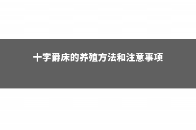 十字爵床的养殖方法 (十字爵床的养殖方法和注意事项)