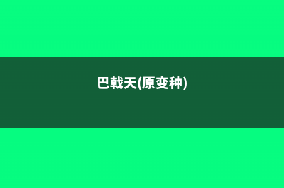 巴戟天的养殖方法和注意事项 (巴戟天(原变种))